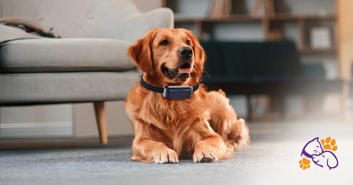 Why a GPS Smart Collar Is a Must for Modern Pet Owners